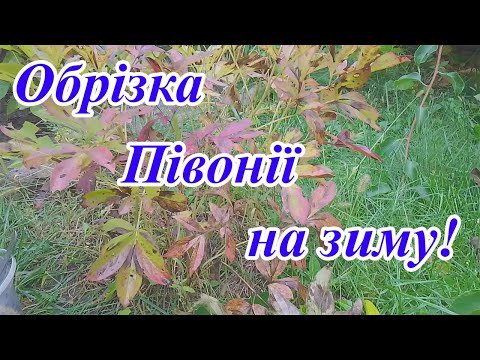 Видео: Як підготувати півонію до зими? Обрізаю півонію в жовтні