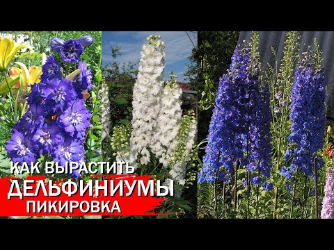 Видео: Как вырастить Дельфиниумы.  Пикировка