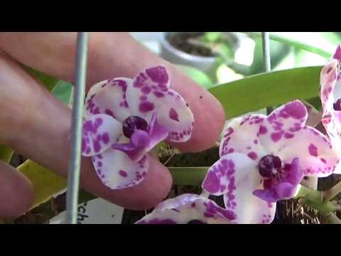 Видео: ОРХИДЕЯ РИНКОСТИЛИС. УХОД. RHYNCHOSTYLIS GIGANTEA ORCHID