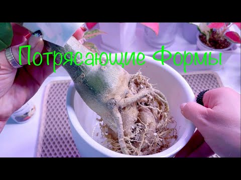 Видео: Пересадка #адениумы
