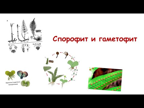 Видео: Спорофит и гаметофит