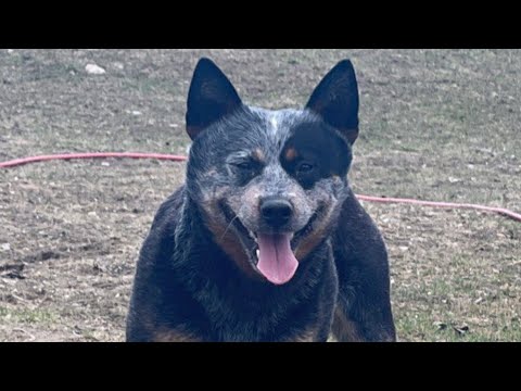 Видео: Опять зима.