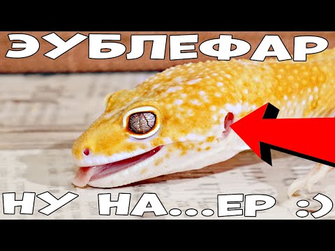 Видео: Эублефар, стоит ли покупать ребенку?!