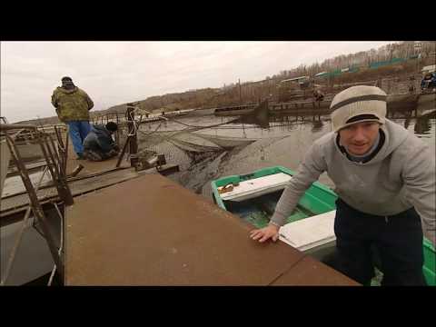 Видео: Замена садка S 240 м2 у веслоноса. Выращивание веслоноса в садках