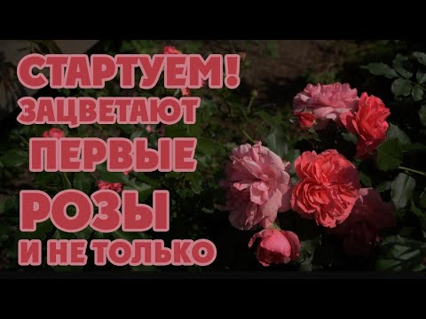 Видео: Зацветают первые розы! Ураааа! Процесс уже не остановить!