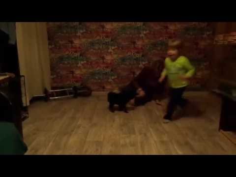 Видео: 1 тренировка. Лэд