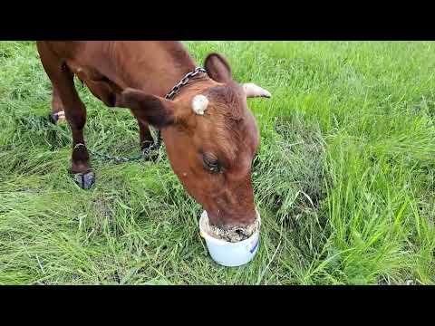 Видео: Обеденная дойка. Мои коровы 🐄