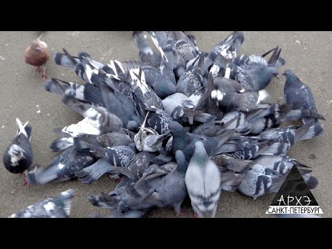 Видео: Юлия Дунаева: "Птица многоэтажного мира"