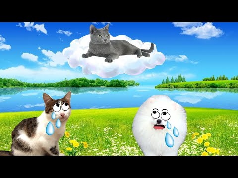 Видео: Прощай наша Дымка! Лучшие видео погибшей кошечки.