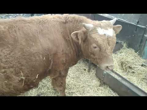 Видео: Кастрация бычков. Плюсы и минусы.