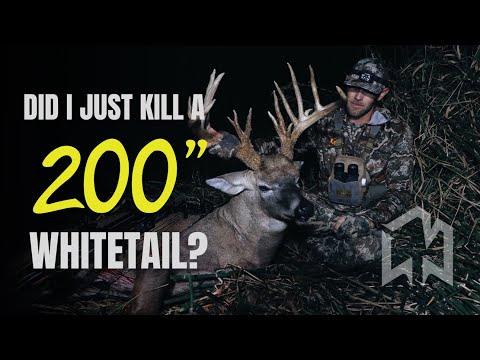 Видео: Мой САМЫЙ БОЛЬШОЙ белохвостый олень в жизни!