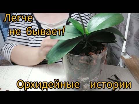 Видео: Пересадка!!! Легче не бывает!!!