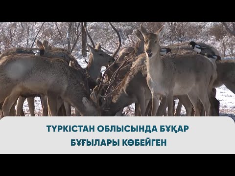 Видео: Түркістан облысында бұқар бұғылары көбейген