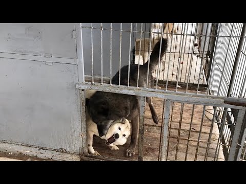 Видео: Грубое обращение Акелы, Канадский волк и западно-сибирская лайка , Wolf vs Dog