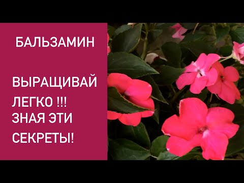 Видео: ВЫРАЩИВАНИЕ БАЛЬЗАМИНА. БОЛЕЗНИ. УХОД.