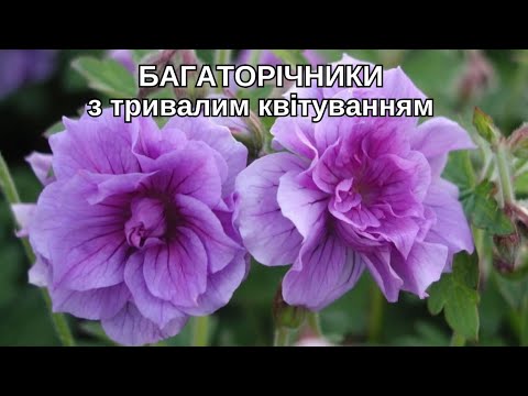 Видео: 7 БАГАТОРІЧНИКІВ, що підійдуть КОЖНОМУ!