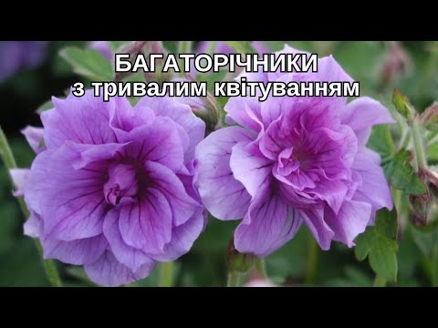 Видео: 7 БАГАТОРІЧНИКІВ, що підійдуть КОЖНОМУ!