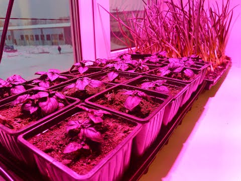 Видео: Консультант Cадовода на Усадьбе №"4