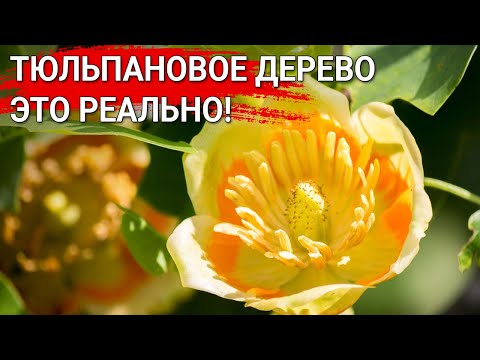 Видео: Тюльпановое дерево - это реально!