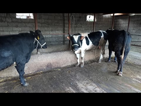 Видео: Бука бордакылау#малбордақылау#откорм 