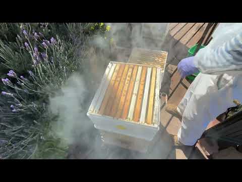 Видео: Лучший в мире американский улей- best American bee hive