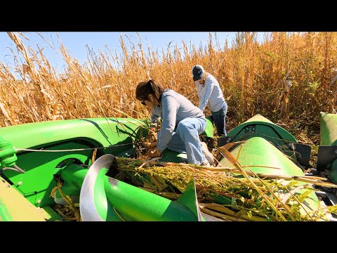 Видео: Когда Harvest наносит ответный удар... Row Sense не выжил