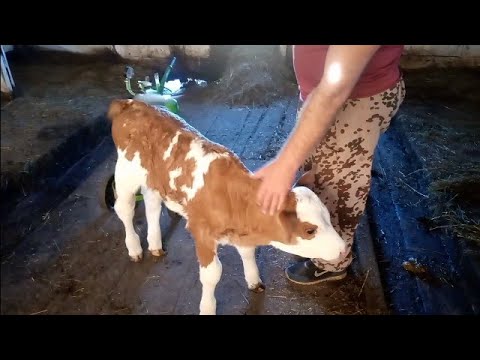 Видео: Уборка у телят/Перевели коров на сено/ Первые снежинки