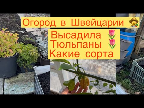 Видео: ОГОРОДЫ В ШВЕЙЦАРИИ 👩‍🌾 ВЫСАДИЛА ТЮЛЬПАНЫ 🌷💐 КАКИЕ СОРТА 💐 5 ноября 👩‍🌾 
