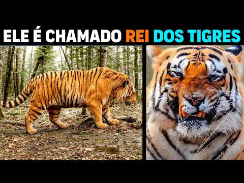 Видео: Никто не сможет ПОБЕДИТЬ этого тигра | Chota Matka