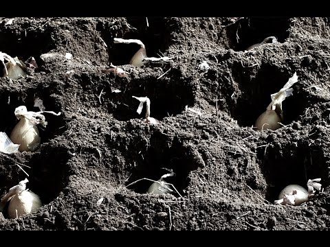 Видео: Выращивание двулетних овощей для производства семян