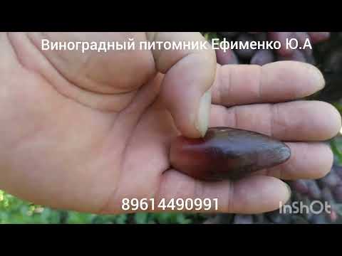 Видео: Виноград селекции Шереденкова Джокер 