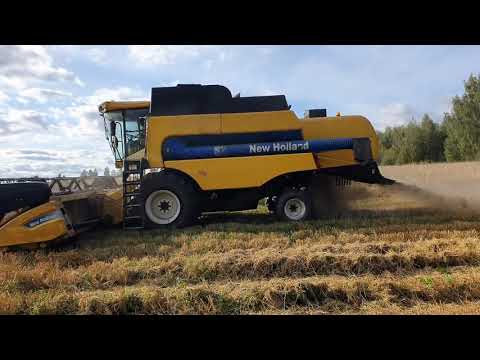 Видео: Продолжаем уборку озимых.  Овёс , сравнение технологий.