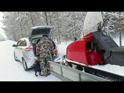 Видео: Проверка капканов. 31 декабря.