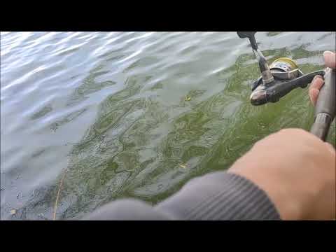 Видео: Рыбалка на спиннинг на Шиловском озере, мкр. Шилово, город Воронеж, 03.10.2025 года