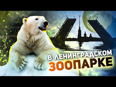 Видео: Ленинградский зоопарк - билеты, цены и многое другое / Зоопарк СПб / Куда сходить в Питере