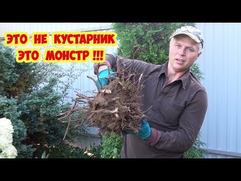 Видео: Насажали мусор - теперь выкапываем! Самый ужасный кустарник для сада. Выкопать невозможно!