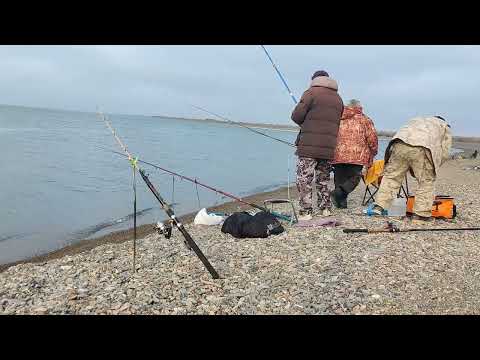 Видео: Устали ловить . Судак . Вобла . Лещ . Хороший осенний отдых . Капчагай
