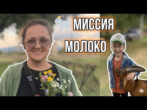 Видео: «Поехала в деревню доить козу 🐐 Вот что получилось…»