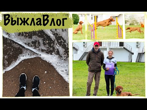 Видео: ВыжлаВлог12. Кинологический лагерь в Анапе. Часть 2
