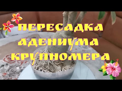 Видео: Пересадка адениума крупномера