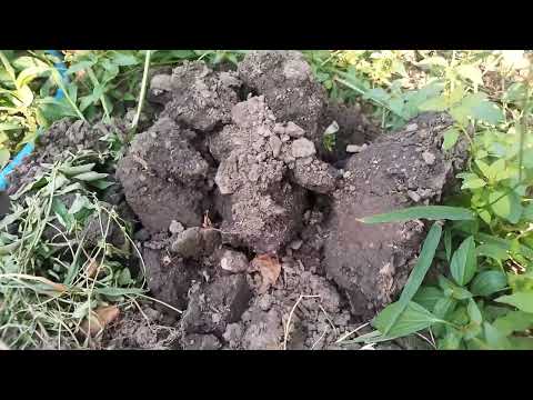 Видео: Борьба со слизнями. Это нужно знать чтоб победить