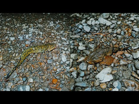 Видео: Поставушки на налима на р. Бира