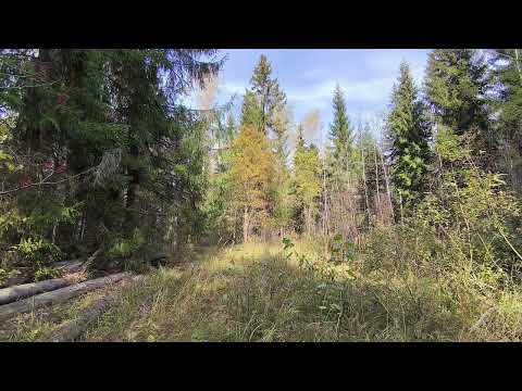 Видео: Осенний лес. ч.6. Октябрь 2025