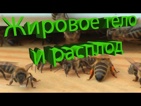 Видео: Профессор Кашковский: Жировое тело для выкармливания расплода