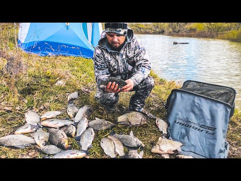 Видео: КИЛЛОГРАМОВЫЕ КАРАСИ. Рыбалка в Приморском крае.