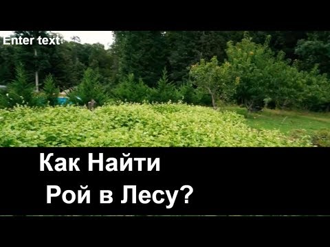 Видео: №57 Как Найти Рой в Лесу? Обмен Опытом. Пчеловодство. Пасека.
