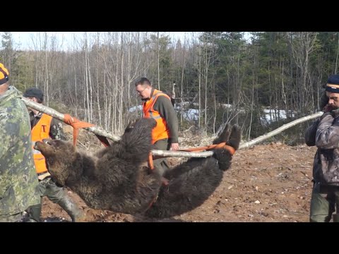 Видео: Охота на медведя. Выстрел Лобачёва.