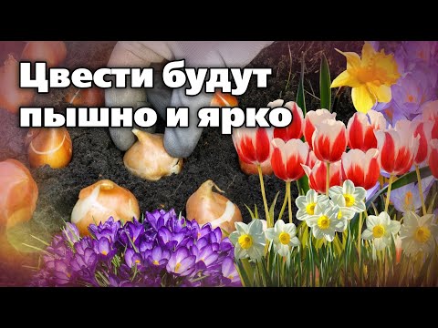 Видео: Осенняя посадка тюльпанов и других луковичных. Сроки, выбор места, почвогрунт, тонкости посадки.