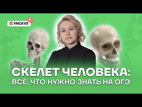 Видео: Скелет человека: всё, что нужно знать для ОГЭ по биологии | Умскул