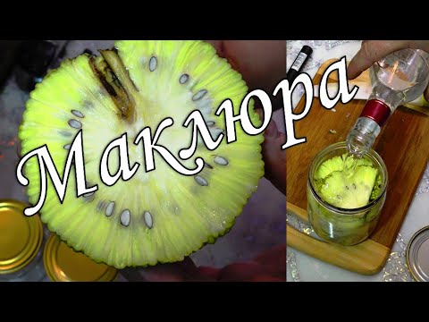 Видео: Маклюра и её тайны. Адамово 🍏 яблоко. Лекарственные формы, часть 1. (Maclura pomifera).